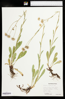Erigeron glabellus var. pubescens image