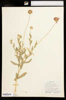 Gaillardia pulchella image