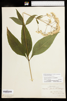 Eutrochium purpureum var. purpureum image