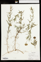 Helianthus ciliaris image