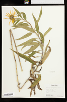 Helianthus grosseserratus image