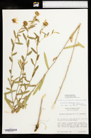Grindelia lanceolata image
