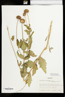 Helianthus laciniatus image