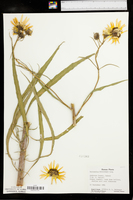 Helianthus kellermanii image