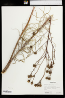 Helianthus salicifolius image