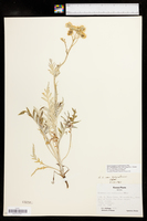 Hymenopappus scabiosaeus var. corymbosus image