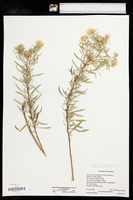 Heterotheca stenophylla var. stenophylla image