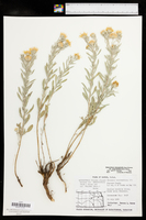 Heterotheca stenophylla var. stenophylla image