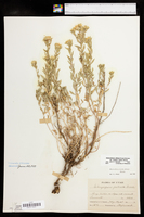 Heterotheca villosa var. scabra image