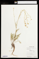 Hymenopappus filifolius var. polycephalus image