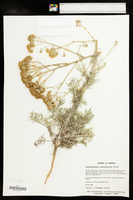 Hymenopappus tenuifolius image