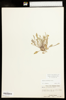 Krigia occidentalis image