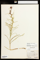 Liatris squarrosa var. glabrata image