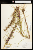 Liatris squarrosa var. glabrata image