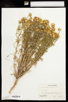 Machaeranthera tanacetifolia image