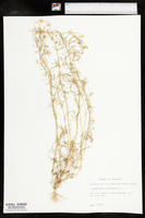 Matricaria chamomilla image