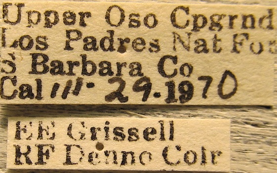 Andrena sola image