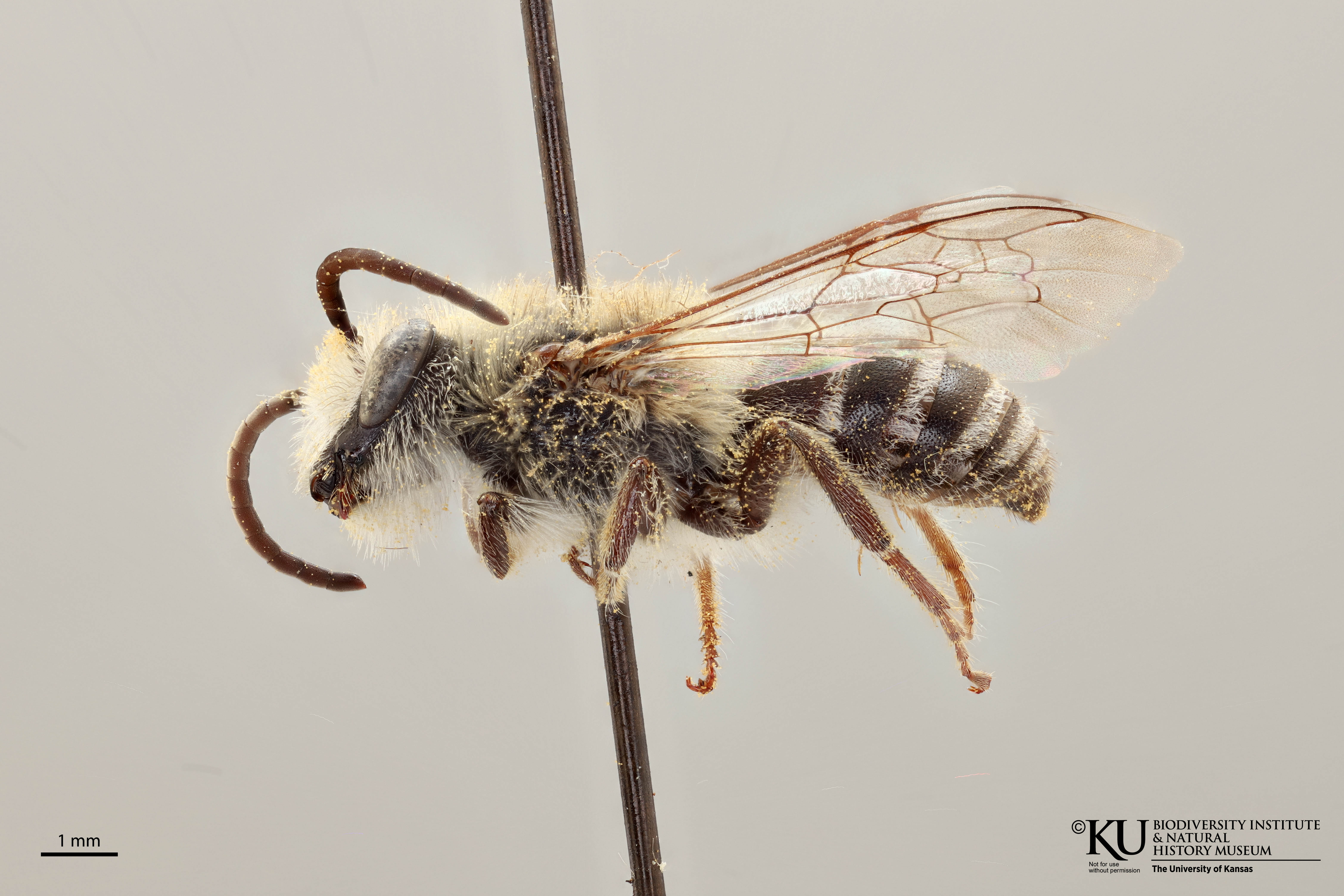 Colletes compactus compactus image