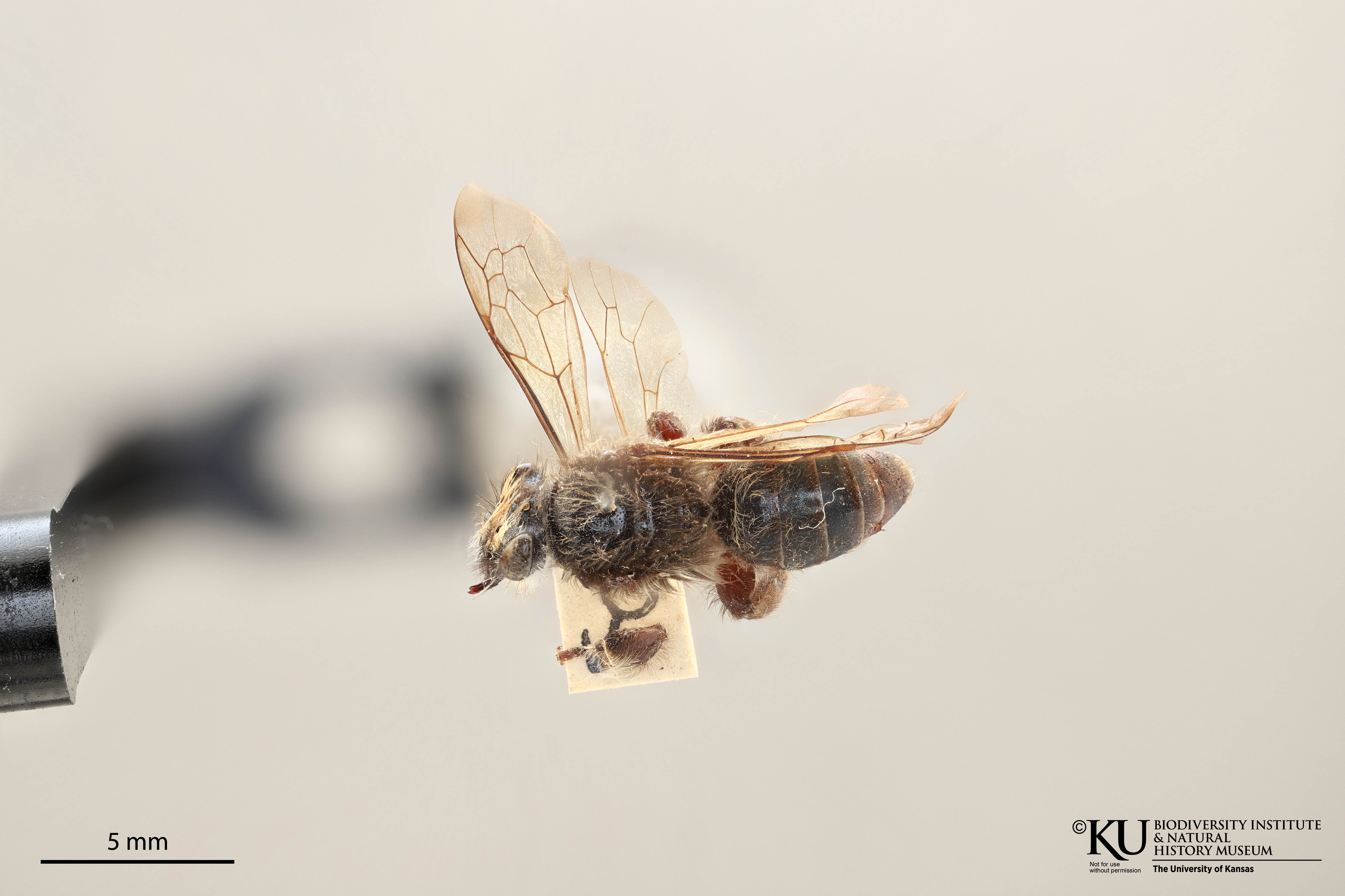 Colletes albicinctus image