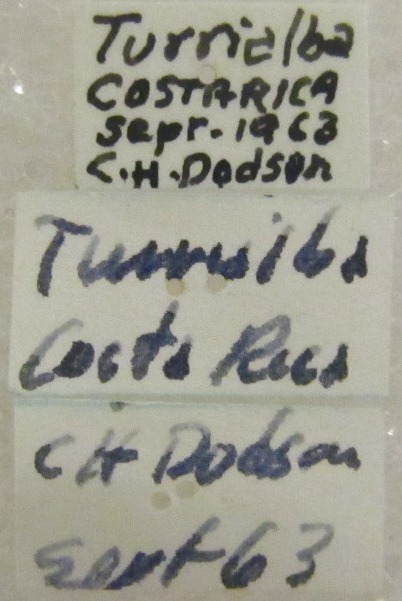 Eufriesea macroglossa image