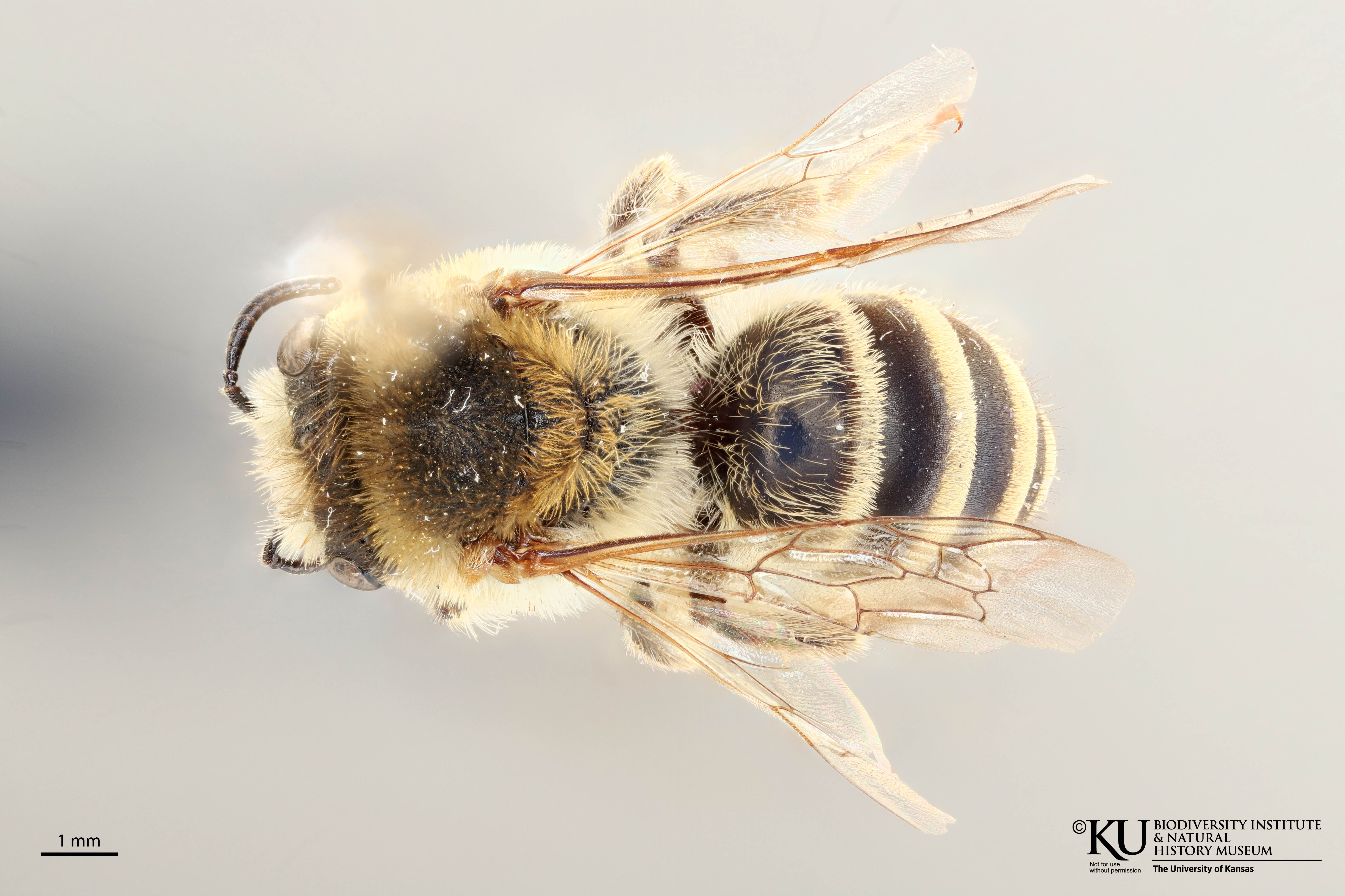 Colletes malleatus image