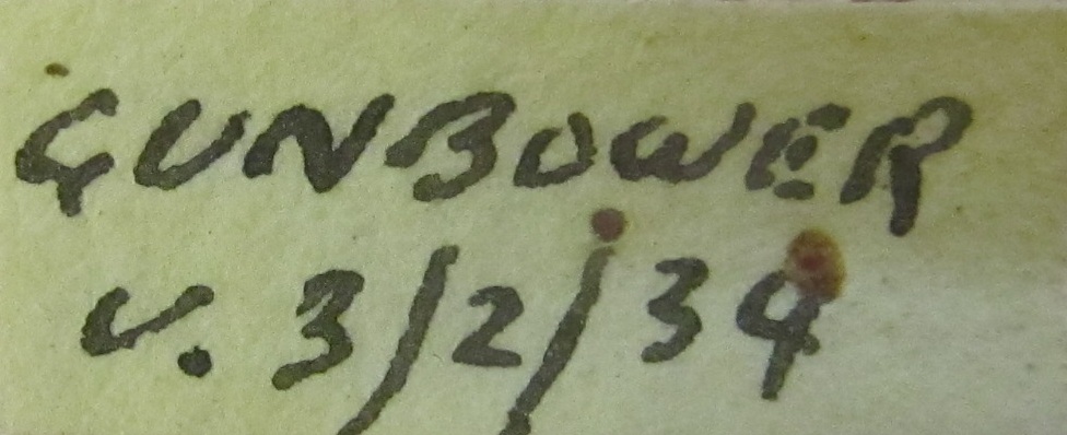 Amegilla murrayensis image