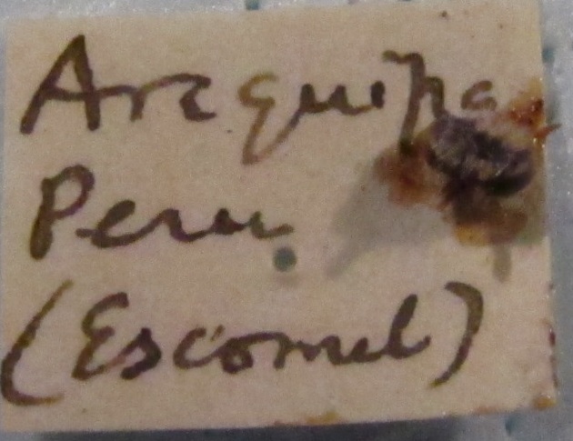 Leioproctus peruvianus image