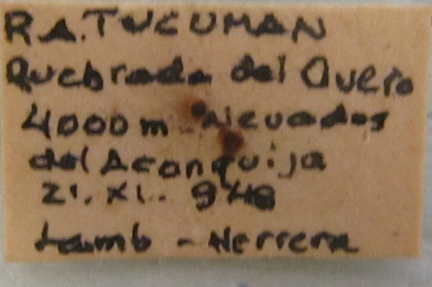 Notanthidium subpetiolatum image