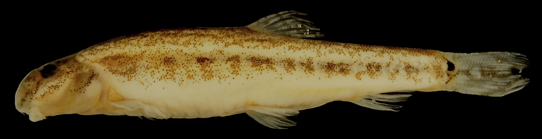 Lepidocephalichthys annandalei
