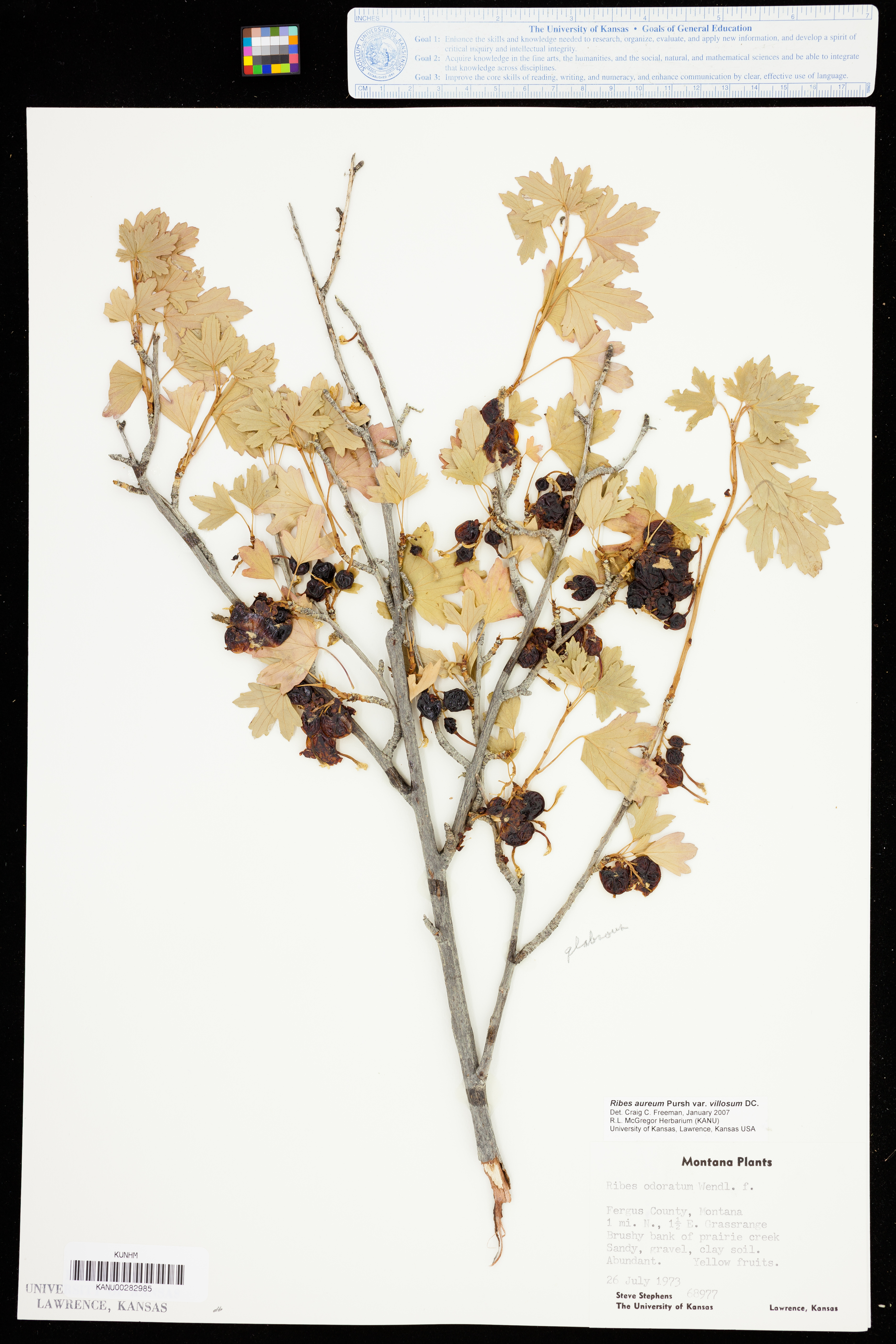 Ribes aureum var. villosum image