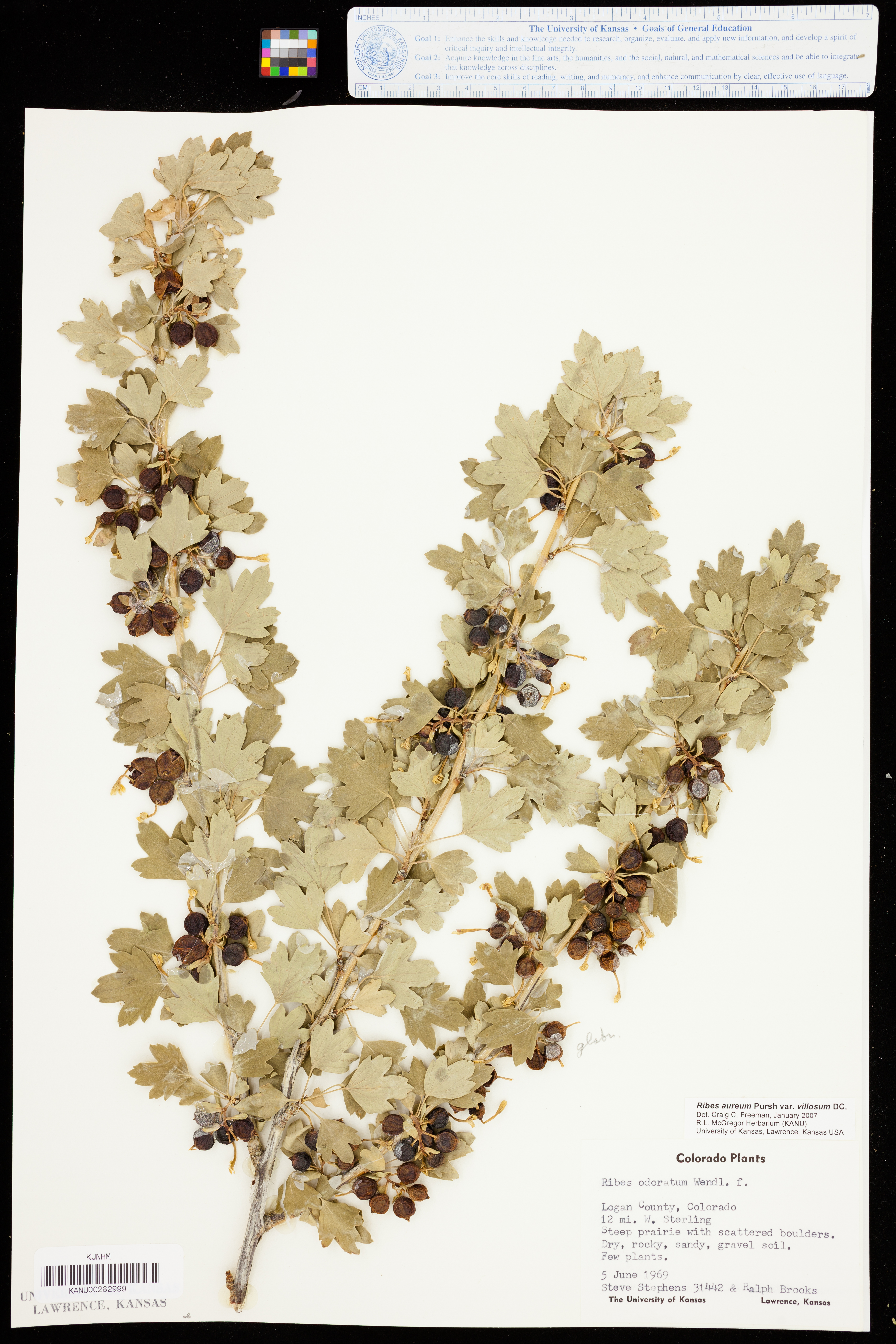 Ribes aureum var. villosum image