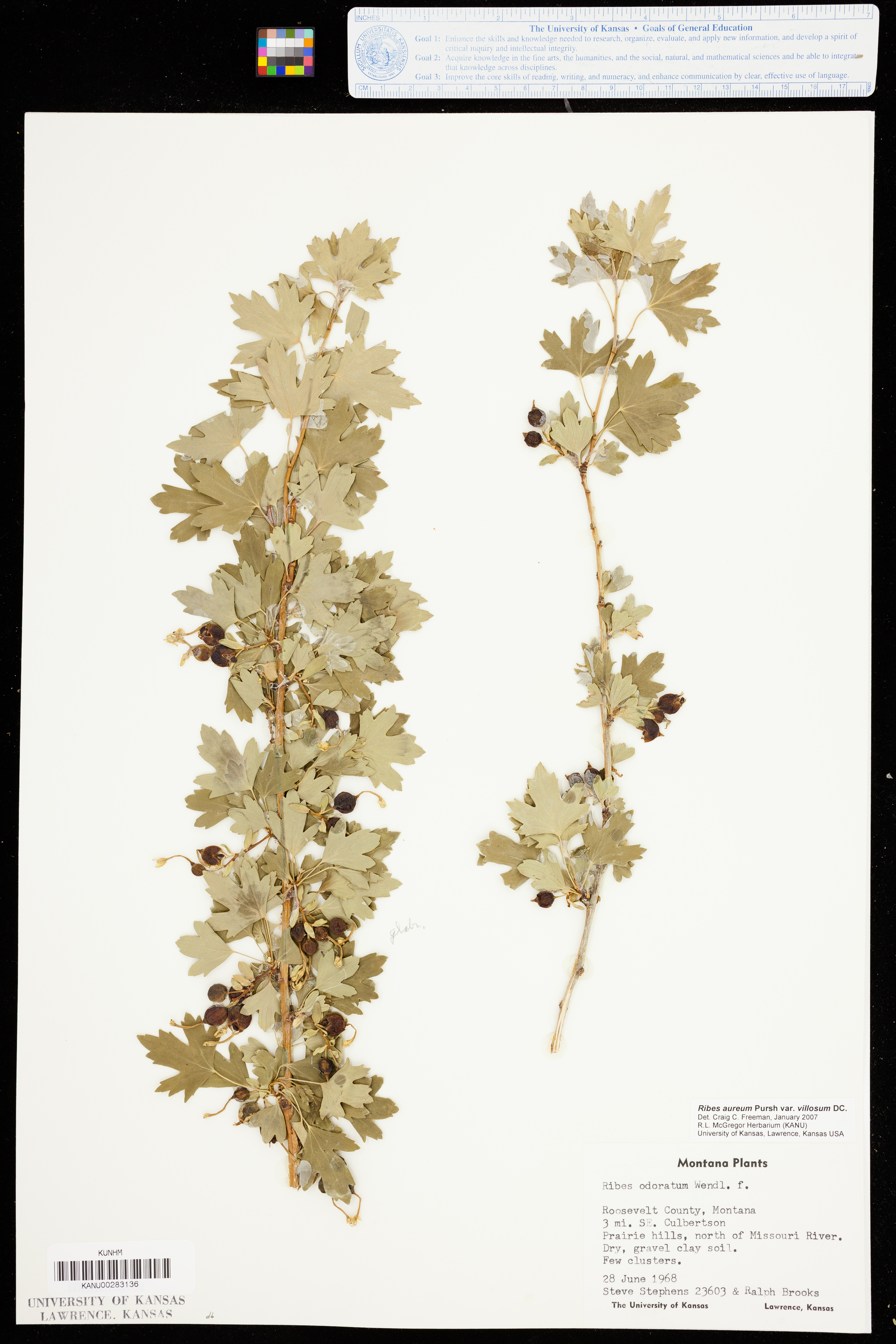 Ribes aureum var. villosum image