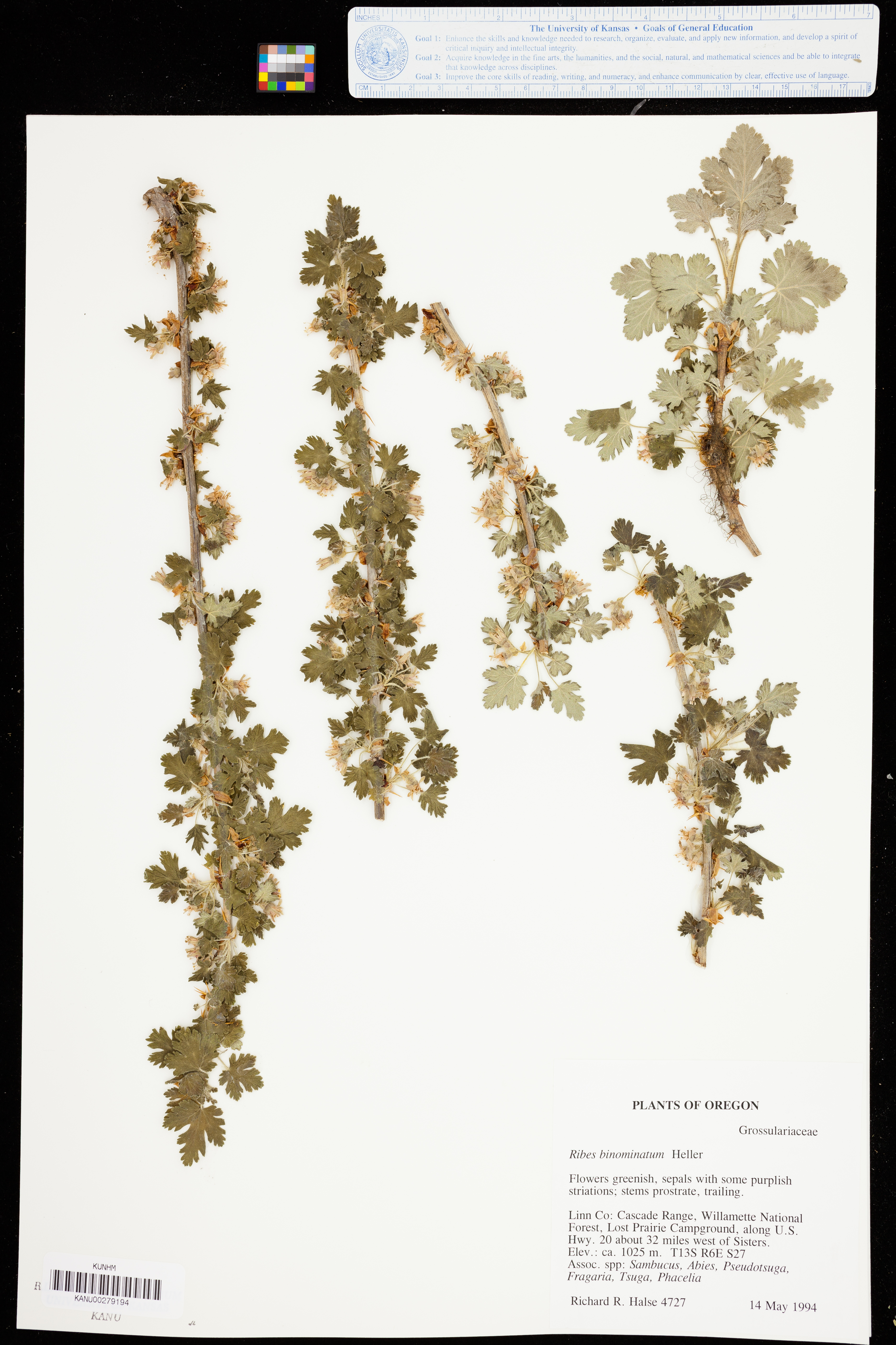 Ribes binominatum image