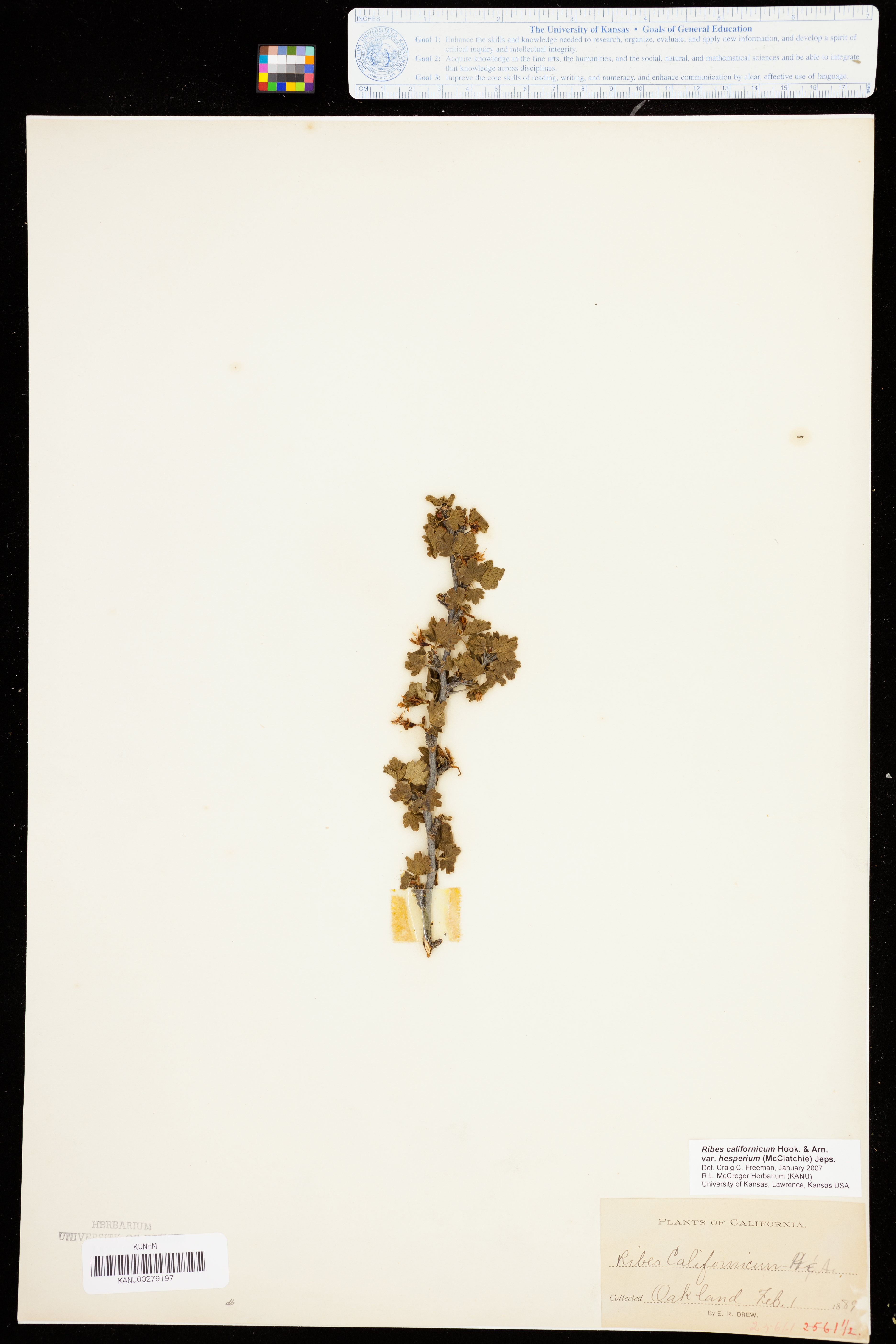 Ribes californicum var. hesperium image