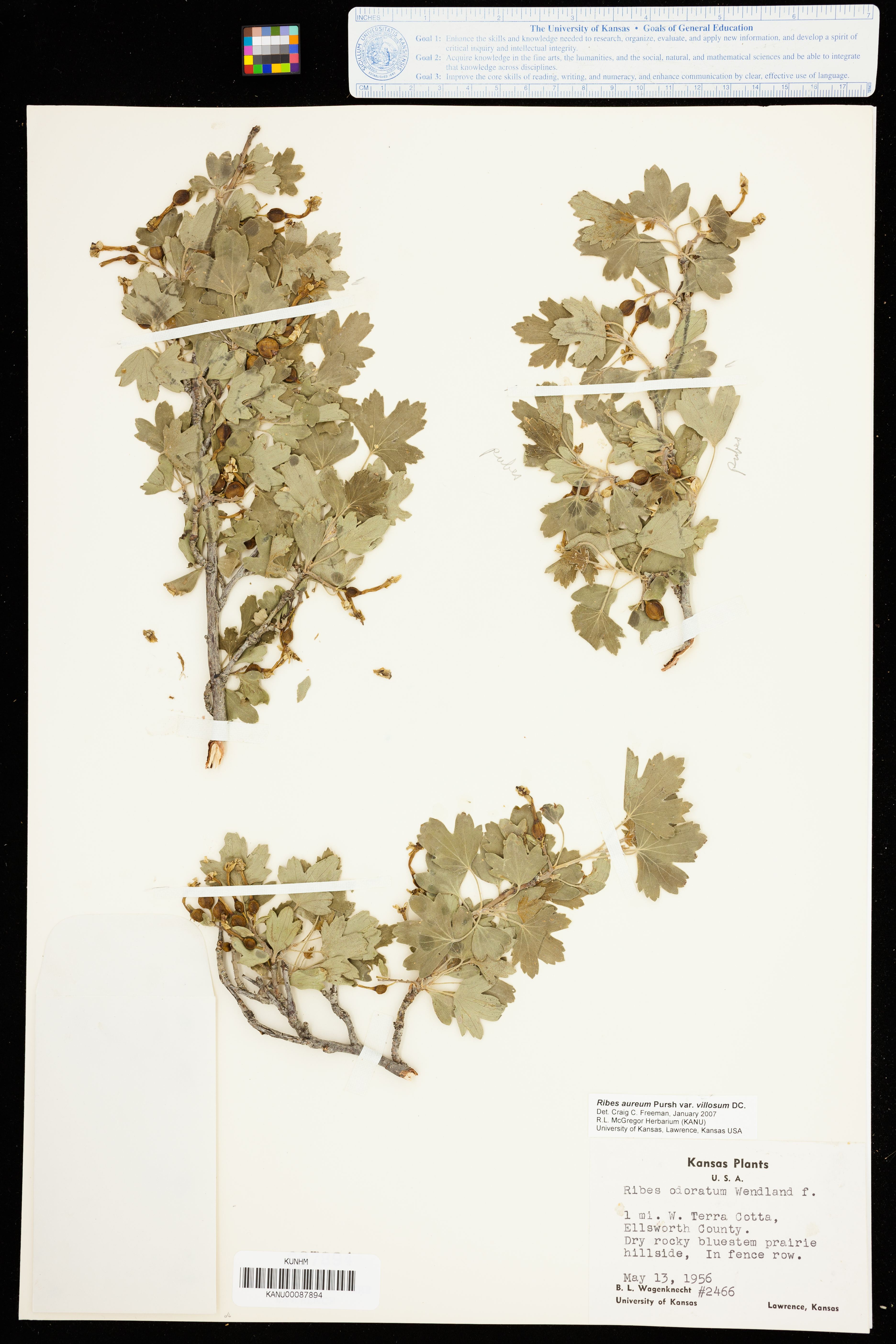 Ribes aureum var. villosum image