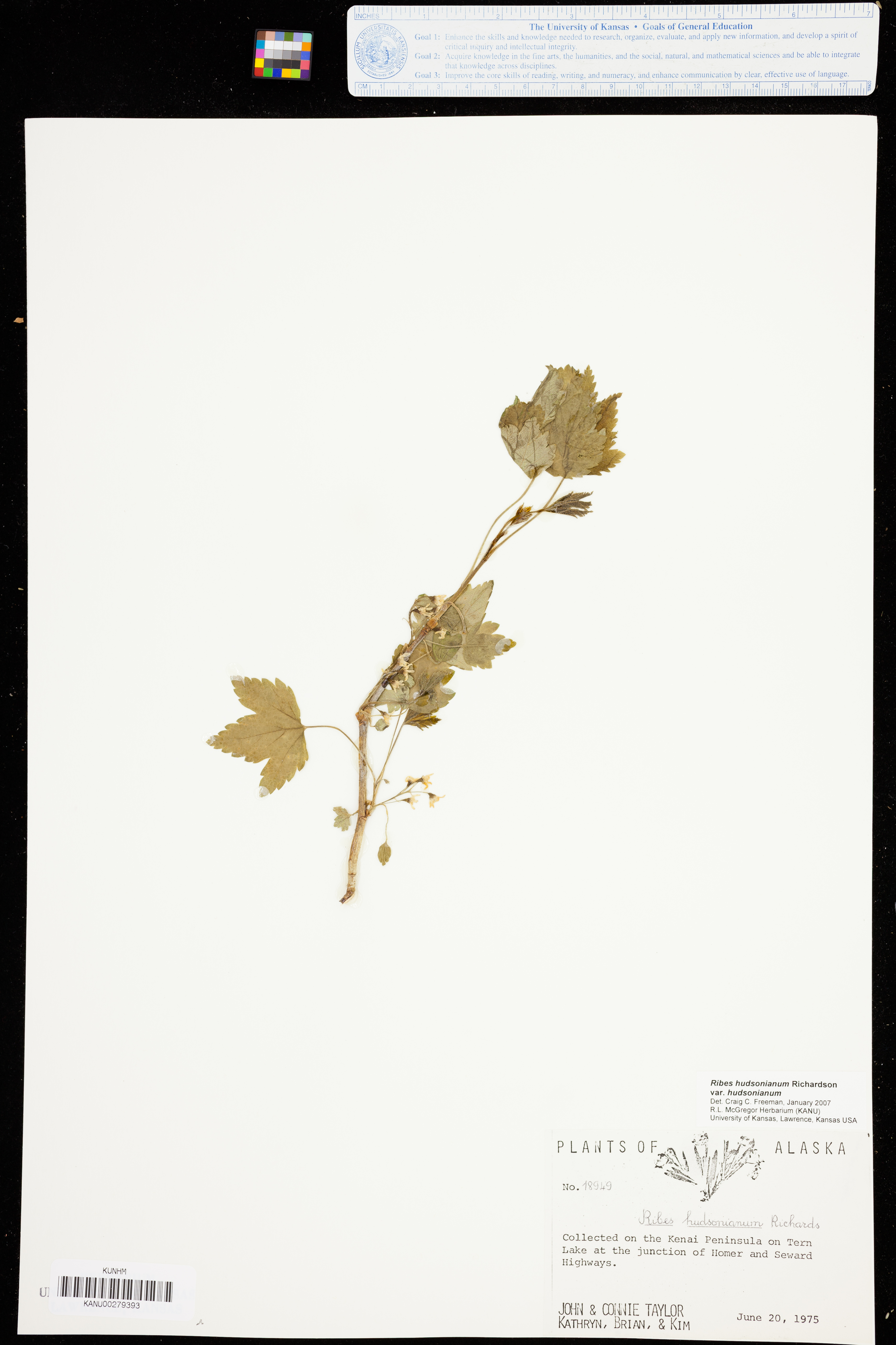 Ribes hudsonianum var. hudsonianum image