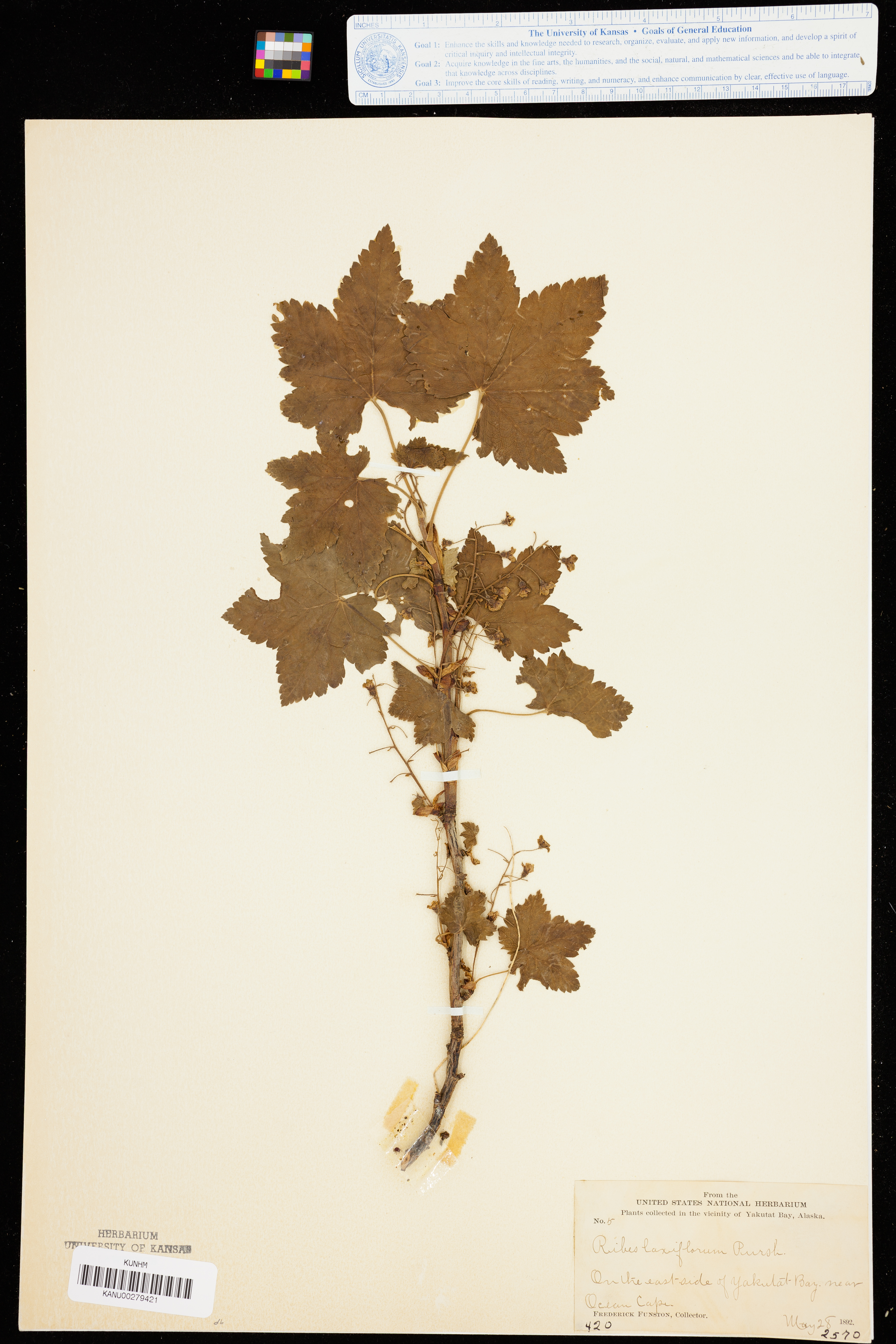 Ribes laxiflorum image
