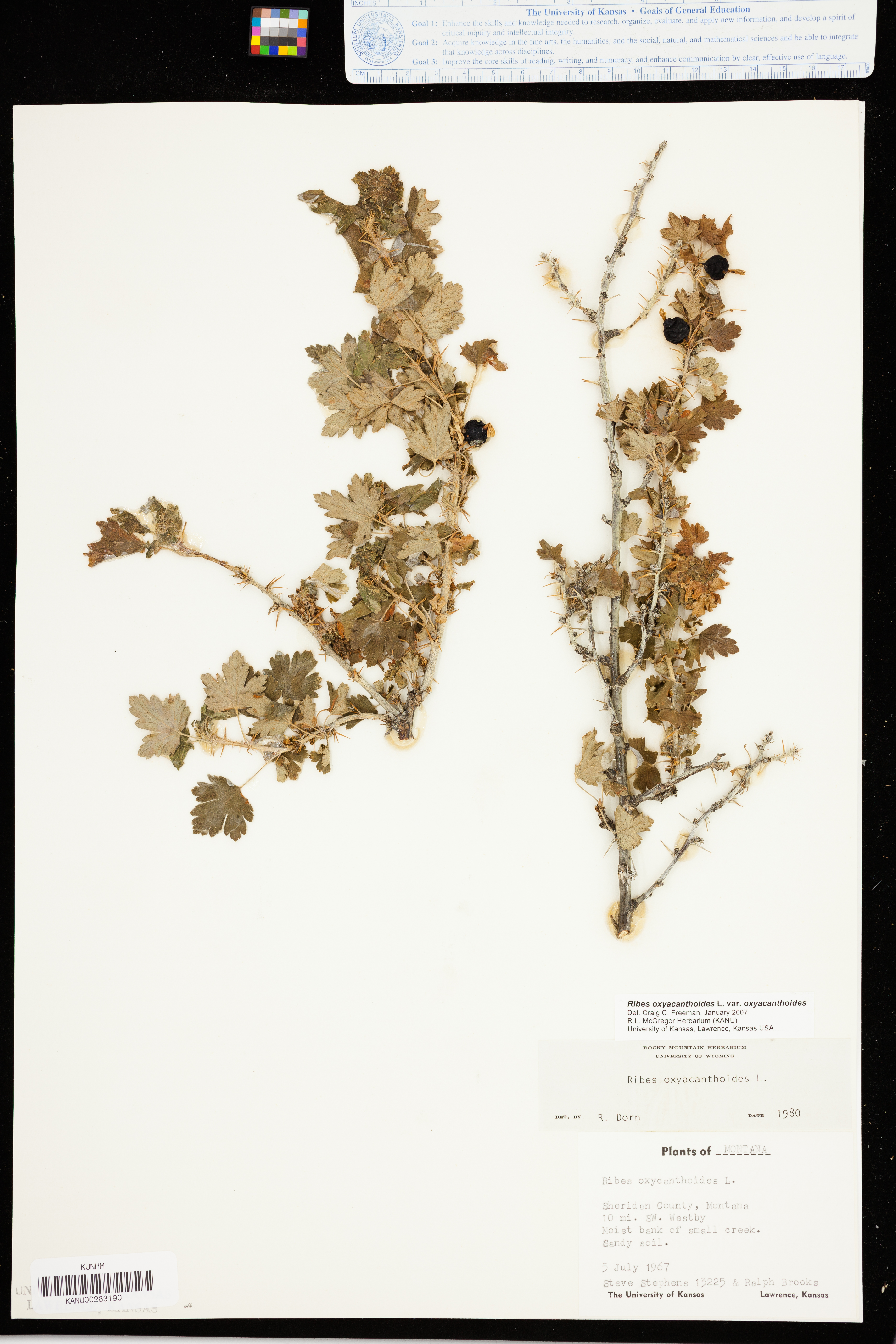 Ribes oxyacanthoides image