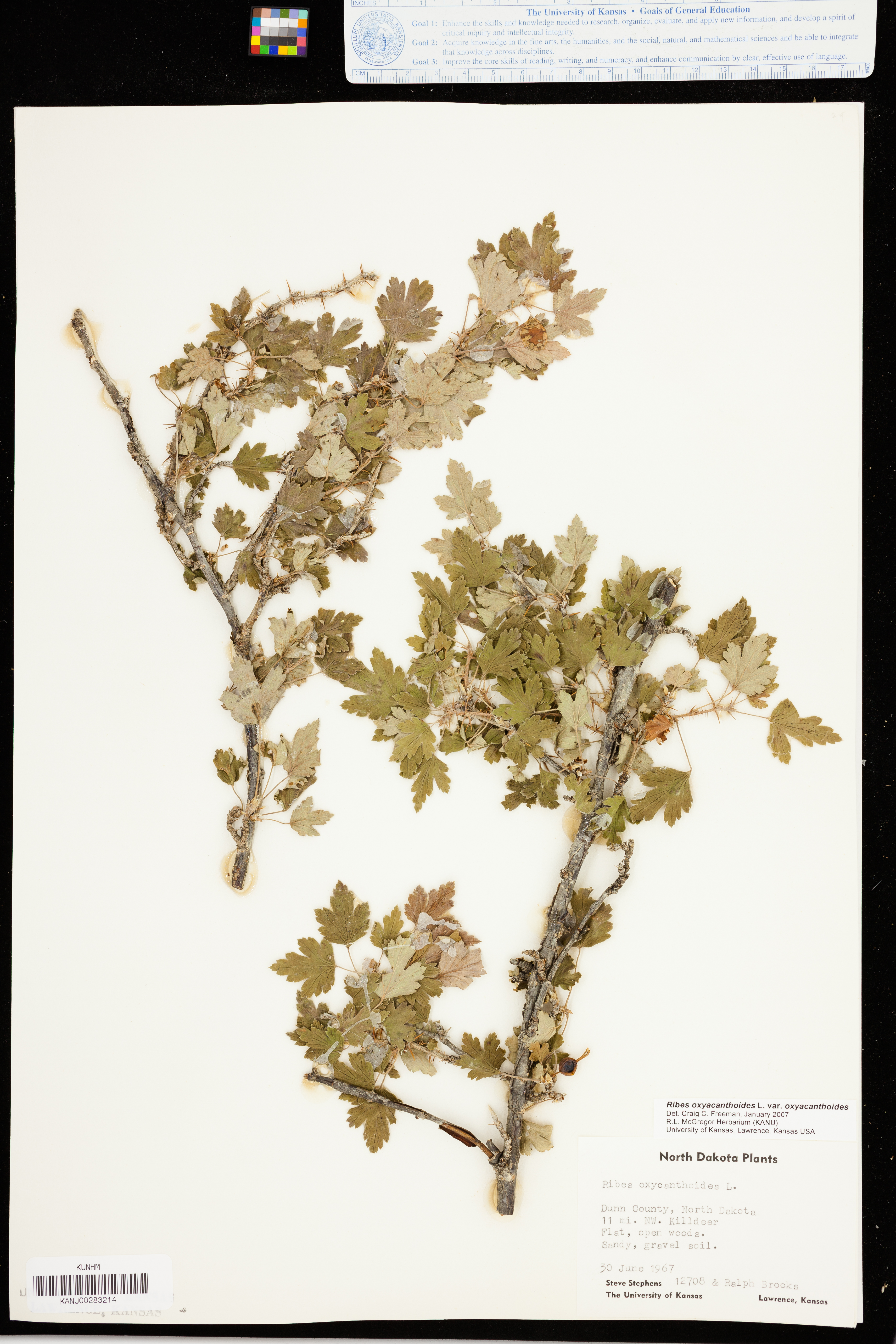 Ribes oxyacanthoides image