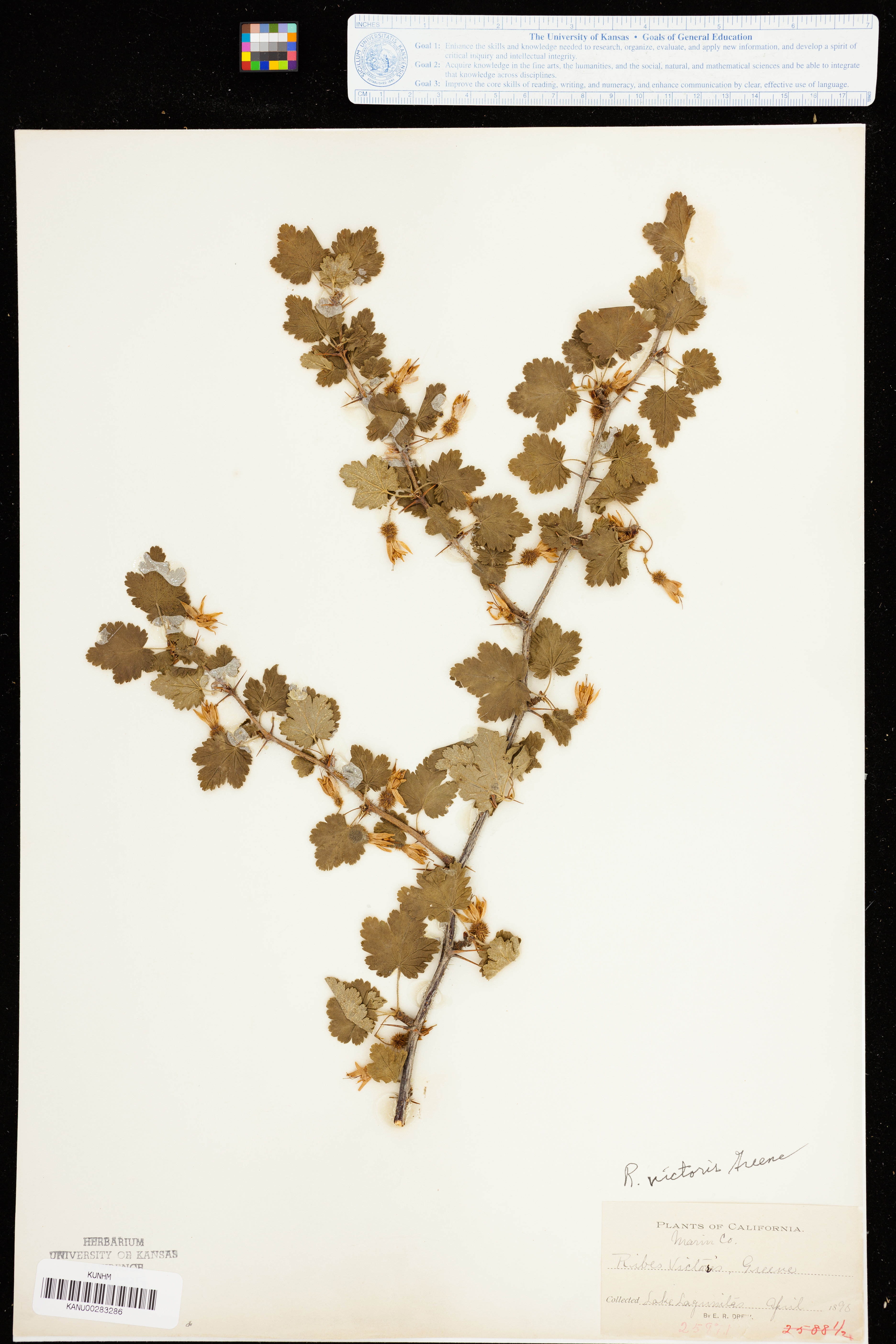 Ribes victoris image