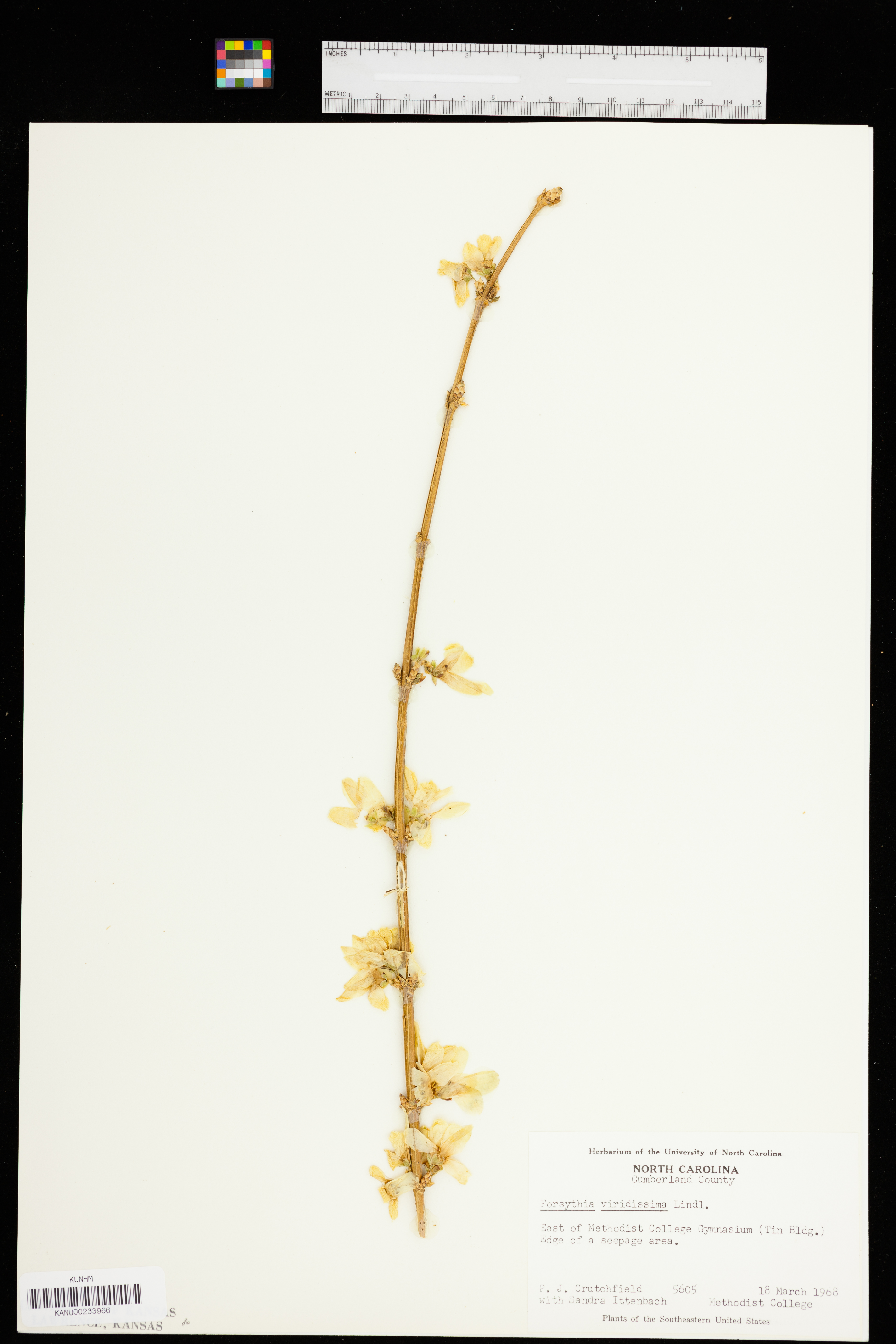 Forsythia viridissima image