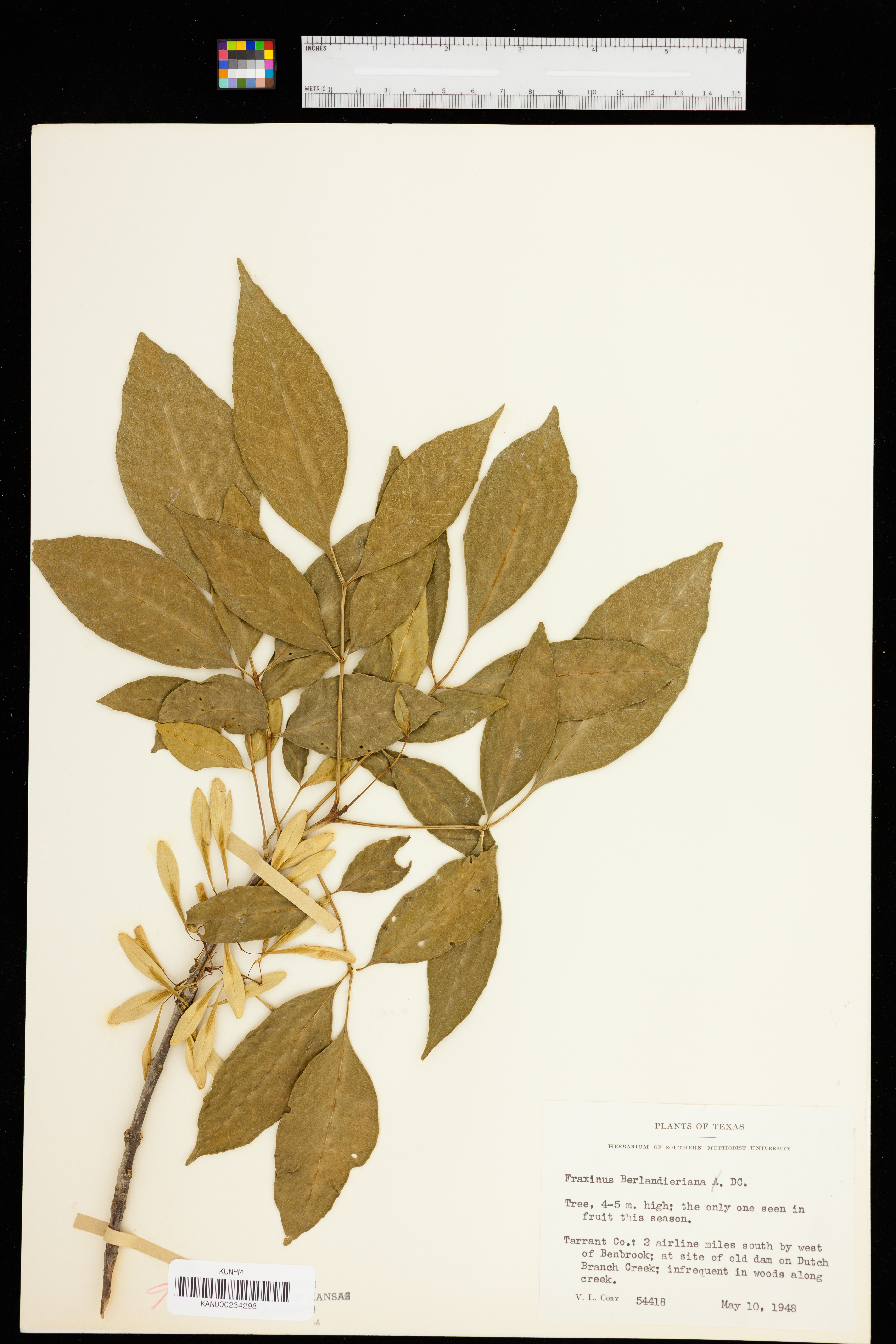Fraxinus berlandieriana image