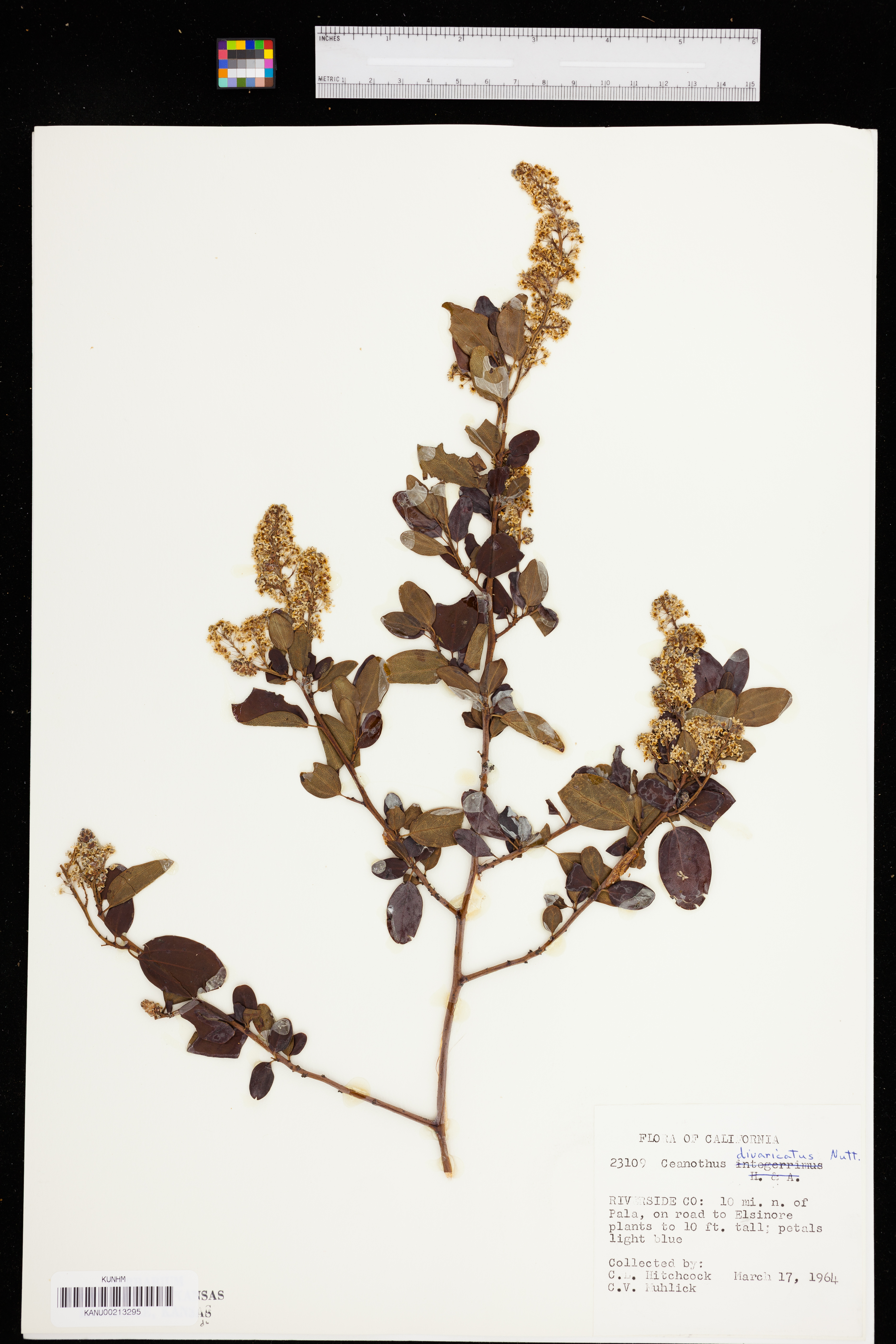 Ceanothus oliganthus var. oliganthus image
