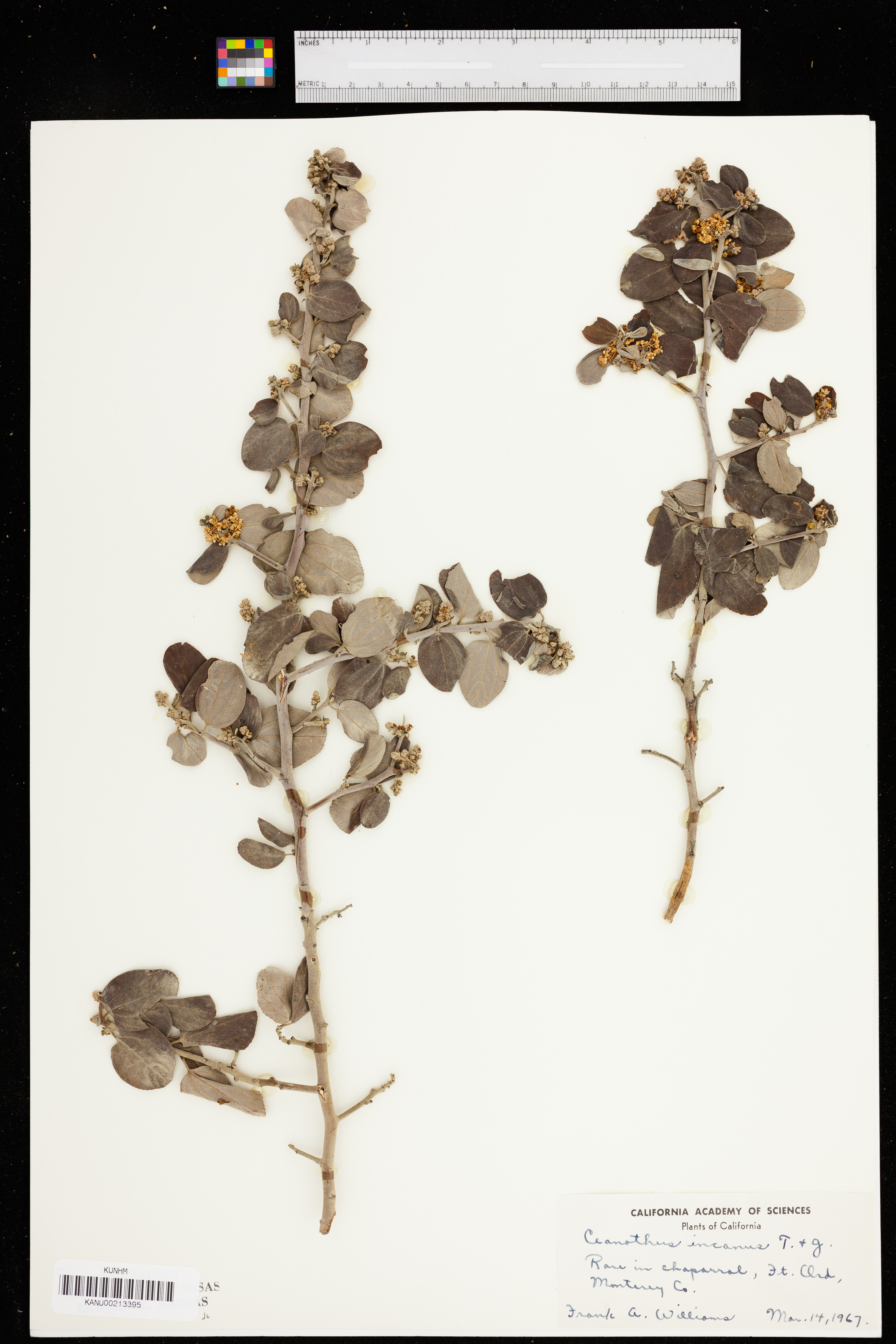 Ceanothus incanus image