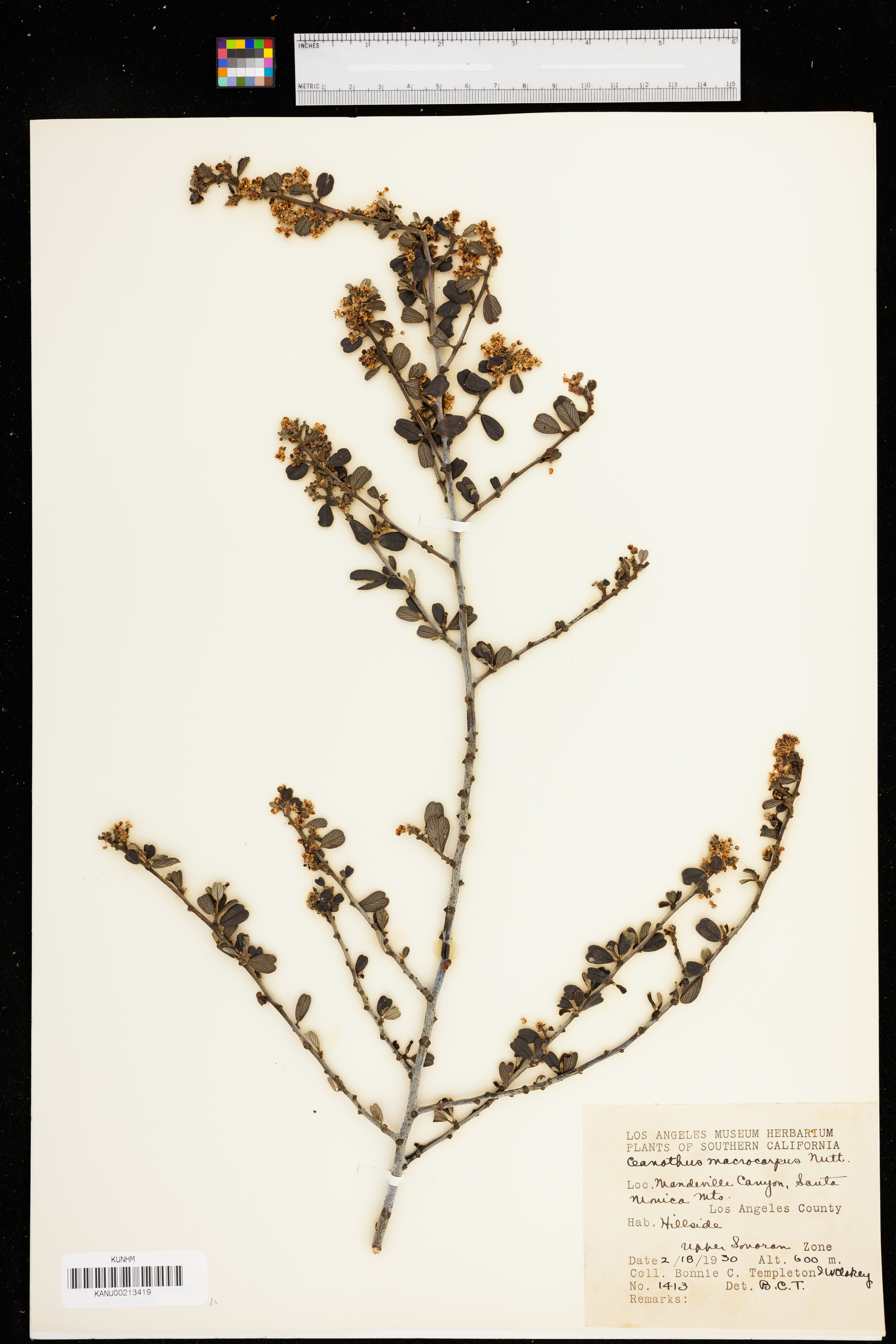 Ceanothus megacarpus var. megacarpus image