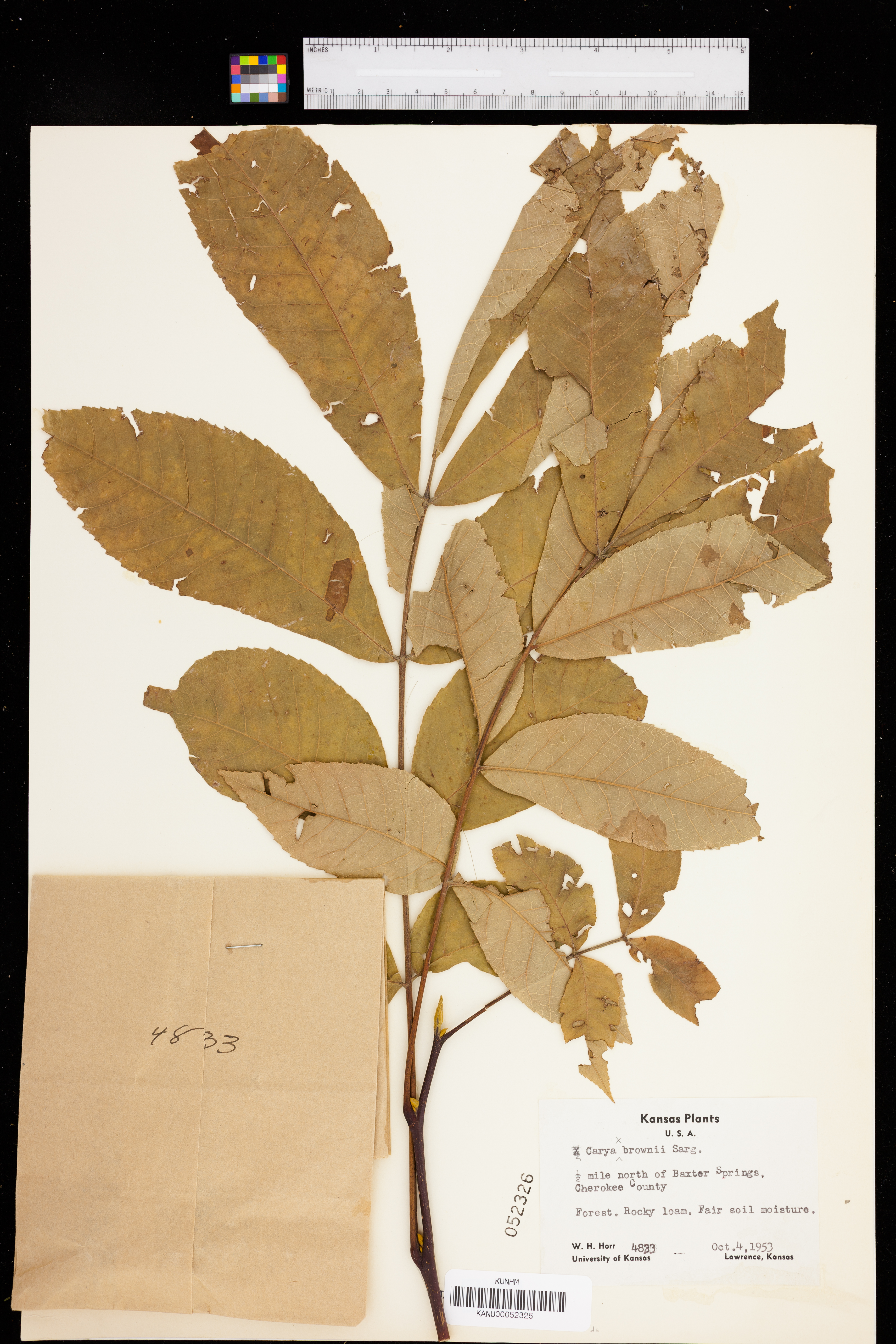 Carya × brownii image