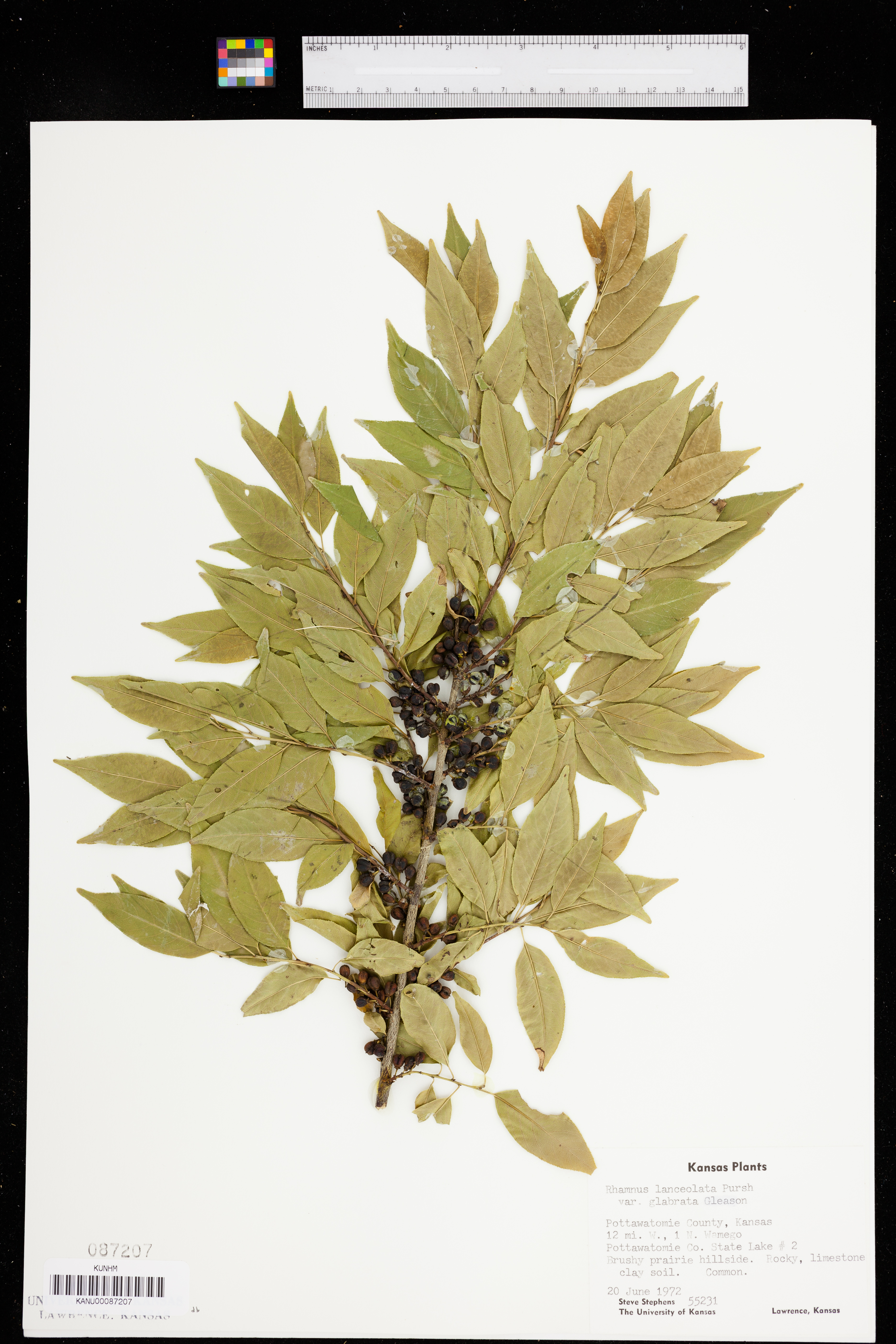 Rhamnus lanceolata subsp. glabrata image