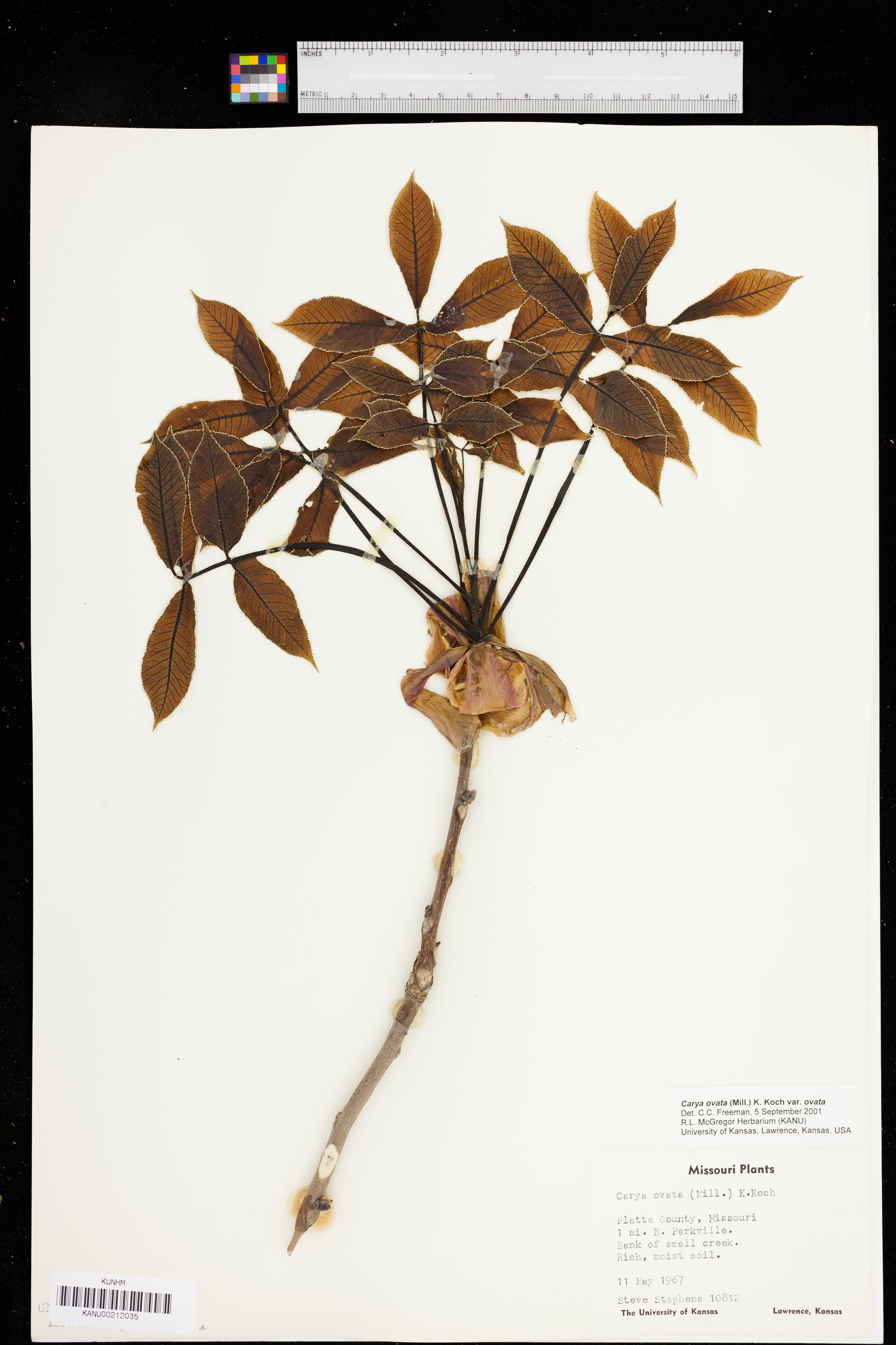 Carya ovata var. ovata image