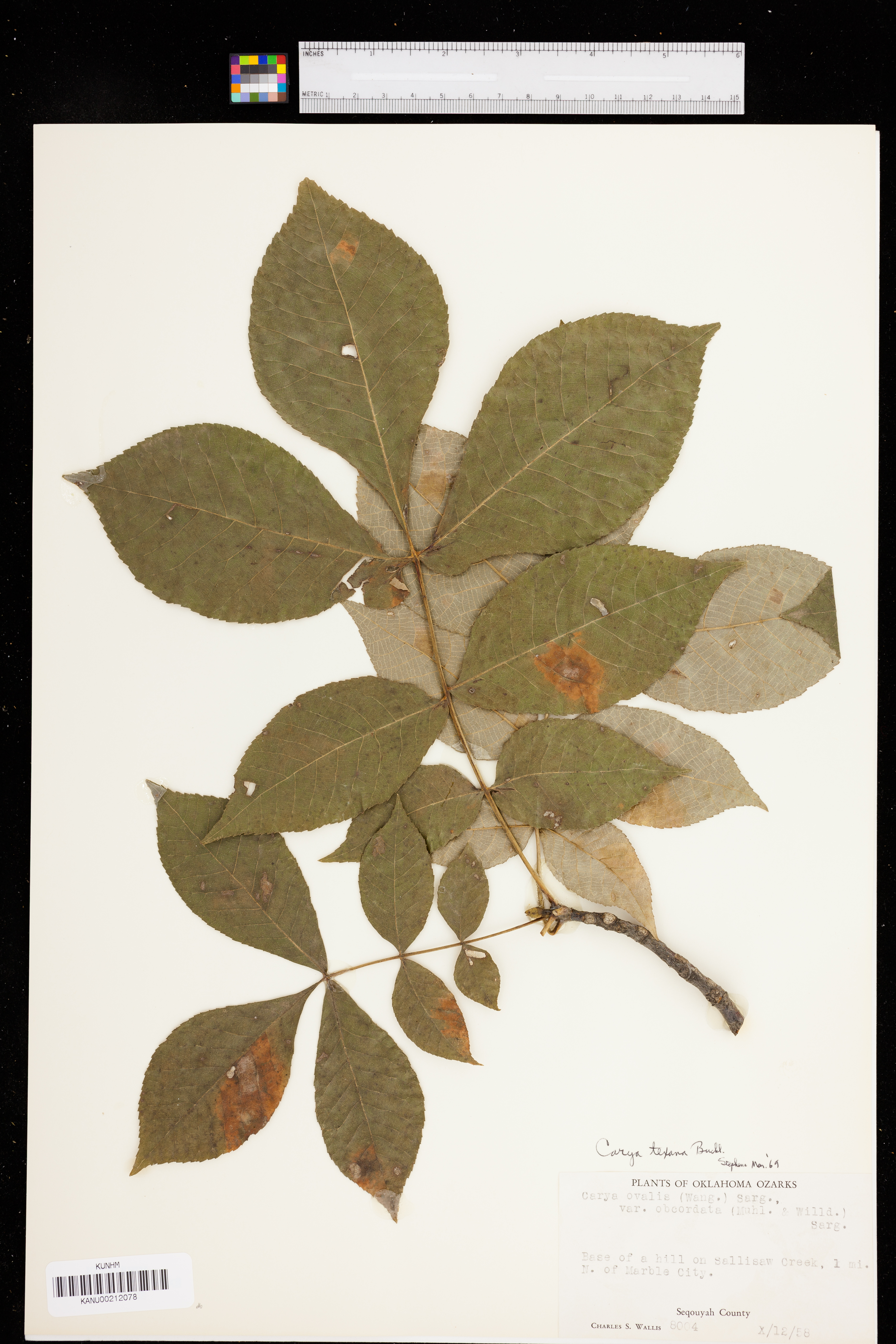 Carya texana image