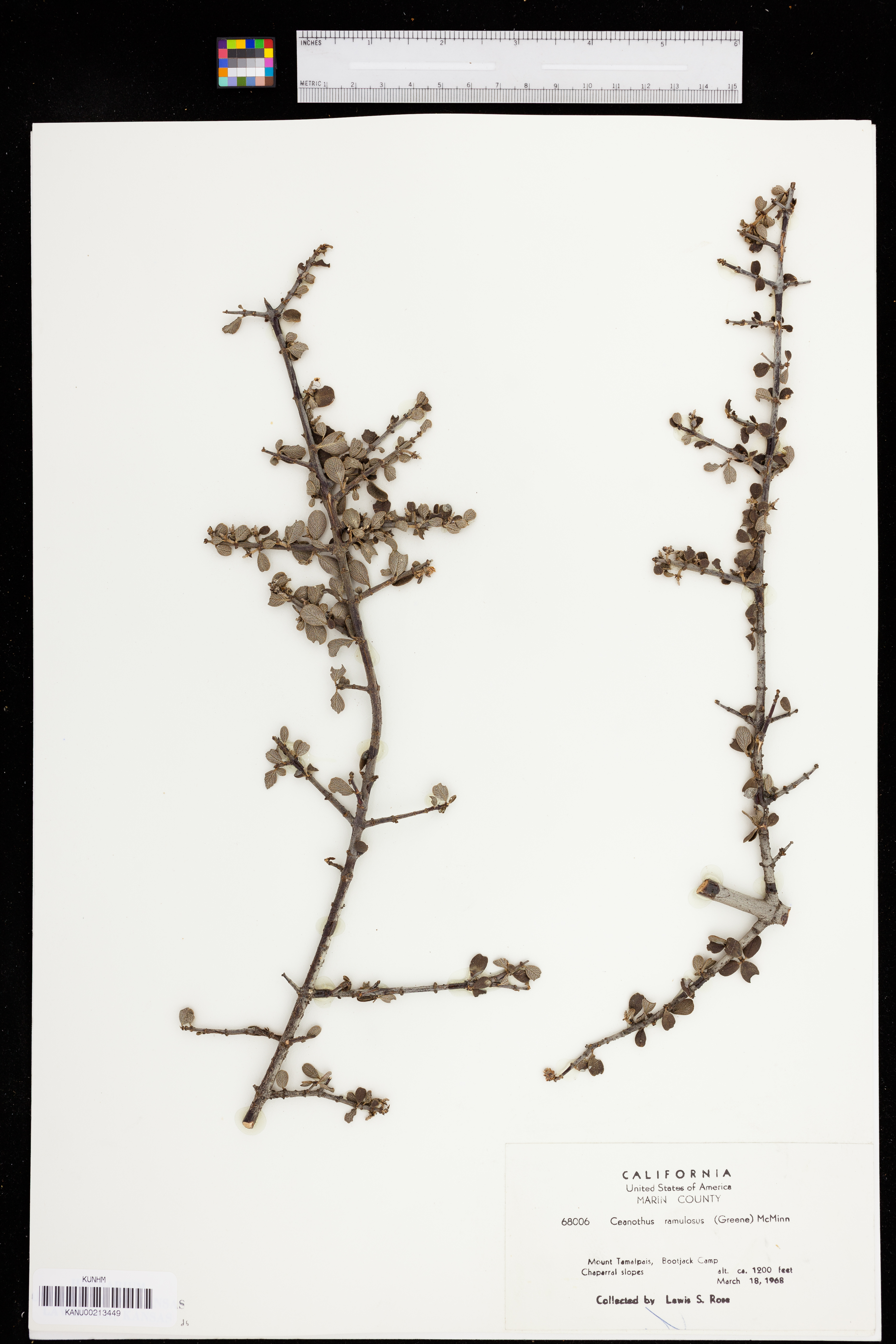 Ceanothus cuneatus var. ramulosus image